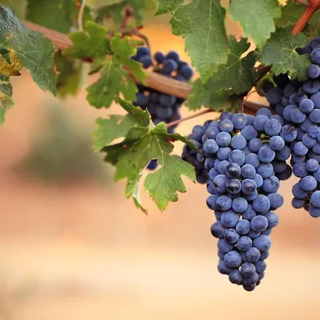 Fernando Couette-café Castagnole delle Lanze